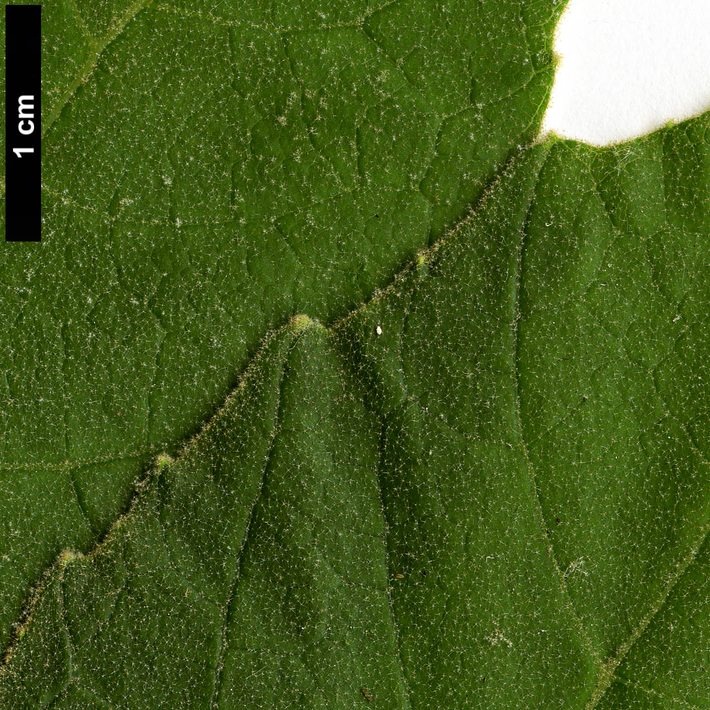 High resolution image: Family: Araliaceae - Genus: Tetrapanax - Taxon: papyrifer